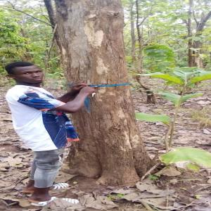 Vente de bois de teck - bois charbon fibre bonjour--nous avons 544 hectares de plantation de bois de teck à vendre en côte d'ivoire.nous vendons les bois sur pied.--âge des bois - 20 à 35 ans.--circonférence - 75 à 150 cm--prix du pied-20 euros