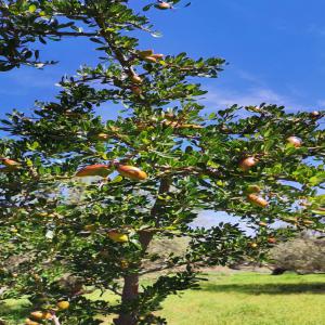 Produits cosmetique - autres nous sommes des producteurs de produits de beauté naturelle à base de l'huile d'argan et des huiles essentielles nous cherchons de acheteurs ou des distributeurs ou des partenaire pour faire des relation clair et net et sérieux nous sommes déjà sur le terrain de pr