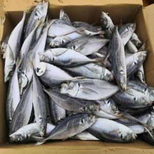 scomber japonicus,pacific mackerel for protein - fish scomber japonicus, --packing-10kg 15kg or 20kg per carton--block frozen or iqf --land frozen or on-board frozen. sizes range from 100-600g/pcs.--