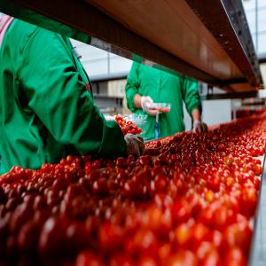 fruits et légumes  du Maroc - fruits et légumes notre société,  sous ma direction,  intervient principalement dans le secteur de l'agriculture  légume et fruit . nous proposons depuis plusieurs années aux clients particuliers et professionnels l'exportation des légumes et fruits et surtout hors saison.--comme votr