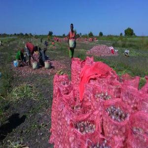 Oignons frais, séchés, poudre d'oignons - fruits et légumes nous sommes une entreprise agricole malgache,  spécialisée dans la culture,  la collecte et exportations d'oignons,  en provenance du sud de madagascar. nous exportons actuellement des oignons frais vers la réunion,  au prix fob. --nous avons un fort potentiel de production et reche