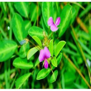 Vente de Desmodium adscendens ...  - semence graine plant ----toute personne intéressée par les feuilles et/ou les graines de desmodium,  utilisés pour les soins du foie et la bonne circulation du sang dans le corps,  peut contacter le cabinet d’ingénierie et de prestations de services.