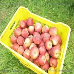 Vente de pomme - fruits et légumes nous sommes de agriculteurs qui vendre le pomme,  tomate,  huile d'olive--nous cherchons des clients à l'europe 