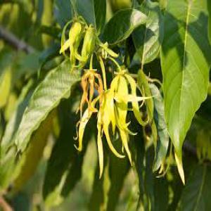 Huiles essentiel d'ylang ylang et Vanille - épices aromates nous cherchons un acheteur potentiels pour recevoir nos produits de huiles essentiel d'ylang ylang et vanille 100% pures et naturelles --notre huiles provenant de nosy be l'île aux parfums situe au nord de madagascar --