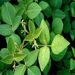 Vente de Desmodium adscendens ...  - semence graine plant toute personne intéressée par les feuilles et/ou les graines de desmodium,  utilisés pour les soins du foie et la bonne circulation du sang dans le corps,  peut contacter le cabinet d’ingénierie et de prestations de services.