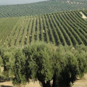 Oliveraie bio de 85ha a la location Tunisie - épices aromates proprietaire de 85ha d'oliveriaie en tunisie (nord) recherche partenaire pour entretenir les champs/arbres,  recolter et vendre. possibilite de classification en bio