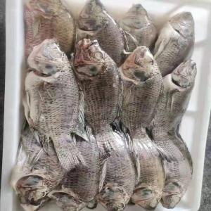 Tilapia gutted&scaled,Gilled,Live frozen - fish tilapia gutted&descaled,  gilled subecjt to your needs.--sizes-250/350, 350/550/, 550/750, 750/1000--glazing-0-35%--iqf,  iwp, 22lbs or 40lbs per carton,  --live frozen--it is open to all markets.