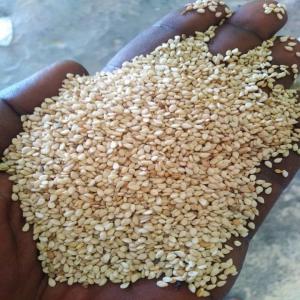  Sesame Seeds Supplier From Sudan - cereals young sudanese company working to provide the farmers with innovative solutions of seeds and agro inputs and to export  selections of sudanese sesame (white/ red)--looking for clients to collaborate. 