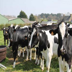 Genisse pleine - animaux vivants nous sommes une société française travaillant dans le domaine des animaux vivants des génisses pleines,  veaux,  taureaux,  bovins d'engraissement et vaches pour abattage de toutes les races (holstein,  montbéliard,  charolais,  limosine,  etc...) nous assurons la livrais