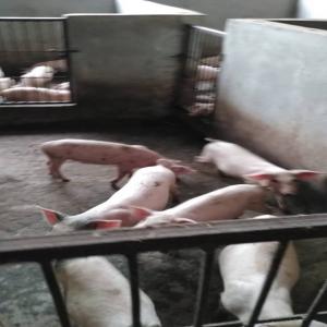 Vente de porc, poulet pondeuse, poulet bicyclette - animaux vivants bonjour, --nous mettons à votre disposition sur notre ferme situé a ze des animaux à la revente comme les porcs de toutes variétés,  des poulets pondeuses,  des poulets bicyclettes,  des œufs de bonnes qualités et moins cher en quantités et en quali