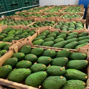 Avocat marocaine  - fruits et légumes nous somme une société d'export fruit et légumes au maroc  --nous travaillons sur touts les fruits et les légumes saisonnière au maroc 