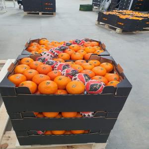 mandarine  - fruits et légumes nous somme une societé d'export  nous avons touts les fruits & légumes saisonnière au maroc  avec bon qualité --si vous étes intéressez n'hésite pas de nos contacter 