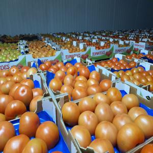 Touts les genre de tomate marocaine  - fruits et légumes nous somme une societé d'export  nous avons touts les fruits & légumes saisonnière au maroc  avec bon qualité --si vous étes intéressez n'hésite pas de nos contacter 