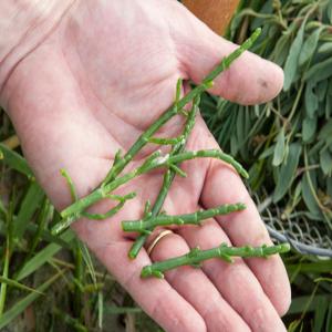 Recherche des clients pour salicorne sauvage  - fruits et légumes je suis fournisseur de salicorne sauvage basé à tunisie cherche des clients pour acheter le salicorne pour le démarrage d'un projet.