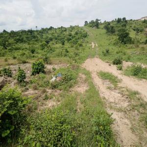 Vente de terre agricole - Investissement capitaux je dispose une terre agricole de 315 hectares en vente à agboville rubino qui fait 70 kilomètres d'abidjan la capitale.--prix ; 1.300.000 fr cfa par hectare--130fr/m²--