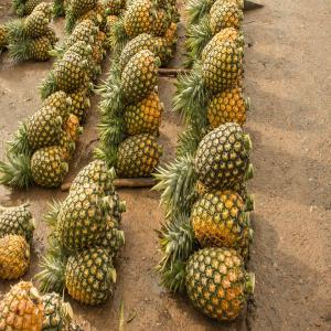 Les ananas,poudre de baobab, orange en déstockage - fruits et légumes tout nos produits sont bien cultiver bien protégé, et ont ne sont pas chère.et l'aceille est différent, de plus le goût de l'ananas et comme tu a mièle.vener goûté voir