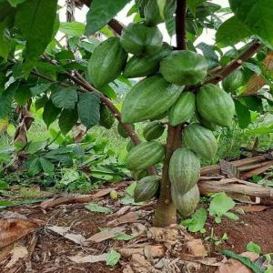 Semences de cacao Mercedes  - semence graine plant bonjour notre société fournisse les semences de cacao mercedes 18 mois temps de production et rendement 3, 5 tonnes,  palmier à huile 2 ans temps de production,  semences de papaye solo,  les semences d'agrumes,  les semences des vivrières etc. veuillez nous contacter. nous li