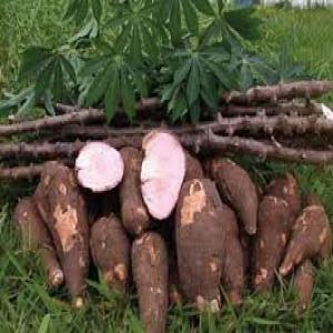 VENTE DE MANIOC - autres vente de manioc en provenance de cote d'ivoire. stock disponible immédiatement en détail ou en gros.