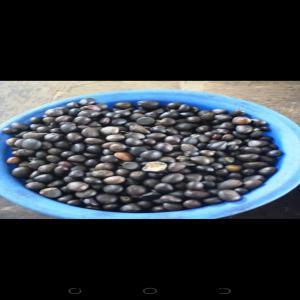 Amande noix de palmiste/palm kernel nuts.  - huiles disponible 2.000t d'amande de noix de palmiste.--available 2, 000mt of palm kernel nuts.--pour plus d'informations veuillez nous joindre par nos contacts. 