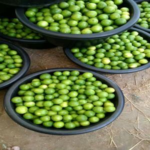 Citron vert - fruits et légumes bonjour --nous sommes des producteurs de citron --nous mettons en vente notre stock de citron vers fraîchement récolté . --