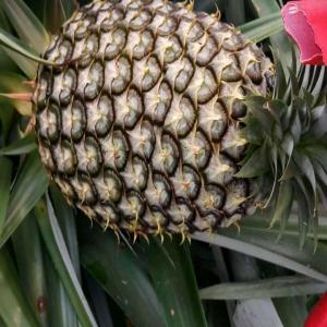 Ananas,curcuma , gombos et bien d'autres en gros  - fruits et légumes nous sommes fournisseurs d'ananas de curcuma frais et bien d'autres produits en ce qui concerne les ananas et curcuma nous avons la capacité d'exporter plus de 27 tonnes pas livraison si vous etes intéressé n'hésitez pas à nous contacter via whatsapp 