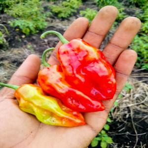 Piment piquant - fruits et légumes nous produisons du piment habanero durant toute l'année. nous cherchons des preneurs et pouvons nous adapter à leur demande (qualité,  quantité)