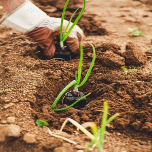 Production fruits et légumes de votre choix - Investissement capitaux présent sur le continent africain en angola et en centrafrique.--nous pouvons disposer de très nombreux hectares pour la production de produits divers sur un sol riches et bien irrigué.--nous recherchons un partenaire financier ( grossiste,  centrale d’achat,  distributeur,  etc…) 