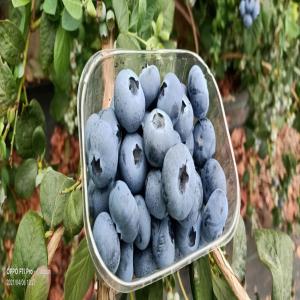 Fraise/Myrtille - fruits et légumes precisions indiquées-- d'exportation de fruits et légumes(friase,  blueberry,  raspberry) de maroc. notre société fournit aux clients des produits fiables et de haute qualité sur les marchés internationaux à des conditions compétitives.--pays- ma