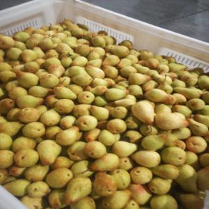 Poires du portugale - fruits et légumes je possede une grande quantite de poires de bonne qualites d origine portugale.si vous etes interresser contactez moi