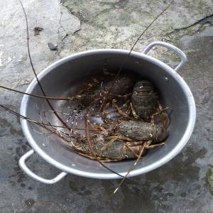 recherche acheteur langoustes vertes - coquillage crustacé bonjour,  je suis en relation avec des eleveurs de langoustes vertes au vietnam,  elles sont nourries sans produits chimiques aux moules concassees. ils produisent egalement des huitres et moules. --prix au kilo ----langoustes - 44 euros---moules - 3 euros---huitres - 4 euros--pprix negociables.