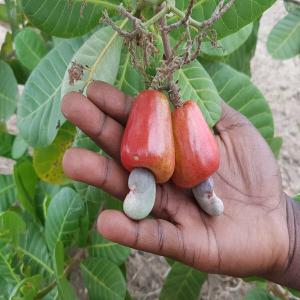 Noix de cajou  - fruits secs et graines grillées j'ai environ 50 tonnes de noix de cajou de très bonne qualité en provenance de la côte d'ivoire pour toute personne intéressée veiller nous contacter livraison possible partout dans le monde 