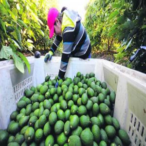 Début de saison Avocat Hass Peru