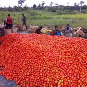 RECHERCHE ACHETEUR  GROSSISSE FRUITS ET LEGUMES  - fruits et légumes nous sommes une entreprise agricole ,  pour tout vos besoins de fruits et légumes en provenance de la cote d'ivoire ,  veuillez nous contacter ,  satisfaction garantie 