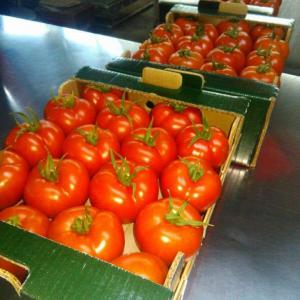 tomate disponible pour l'export - fruits et légumes agadir fraiche  fruit à exporter des produits de qualité au meilleur prix,  répondant à des normes élevés