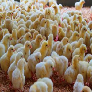 Fournisseur de Poussins à Mamou Guinée Conakry 