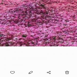 Produits à base de roses - matiere vegetale notre coopérative cultive la rose du sud du maroc,  et nous faisons l'extraction de l'eau de rose,  la poudre de rose,  l'huile de rose et la rose séchée pour infusions,  nous avons les certificats nécessaires pour export en europe,  amérique,  le golf et l' asie. 