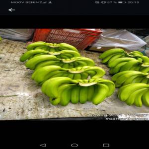 🍌🍌🍌 Banane - fruits et légumes bonjour. je dispose d’une plantation de banane plantain de 3 hectares au bénin je suis à la recherche de potentiel acheteurs merci.