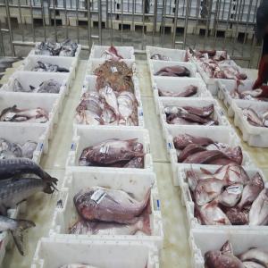 Fournisseurs poissons  - poissons bonjour,  nous sommes fournisseur de poisson frais arriver directement du maroc,  nous recherchons des clients grossiste--      