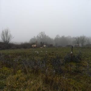 troupeau vaches bondes d'aquitaine et croisées