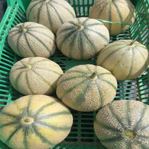 vente melon - fruits et légumes bonjour,  nous avons de grandes quantités des melon de bonne qualité pour l'exportation . pour plus d'information contacter nous sur whatsapp ou par e-mail