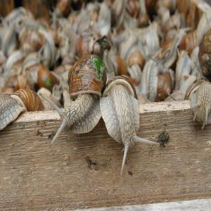 Helix pomatia  - animaux vivants je cherche un client pour helix pomatia alive.--je viens de pologne et je peux livrer 4000 kg par semaine avec mon transport. nous commençons dans un mois. s'il vous plaît contactez. je parle français.