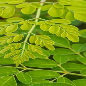 Vente de feuilles séchées de moringa bio - autres nous sommes une association de femme au burkina et nois disposons dune ferme pour la production de moringa. cultivé dans un environnement sain loin à plus de 250km de la ville nous disposons de feuilles séchées cueillies à la main,  traité  et séch&eac