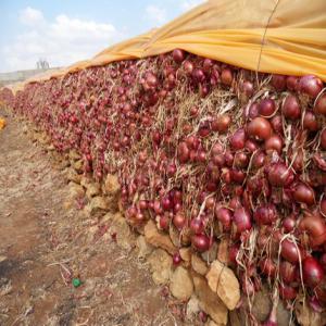 Oignons rouges & blancs - fruits et légumes bonjour société de production et distribution des oignons--nous avons nos propres terrains agricoles à la ville de meknès,  nous proposons des sacs de conditionnement adaptés à votre besoin en matière de conservation,  transport assuré etc...--no