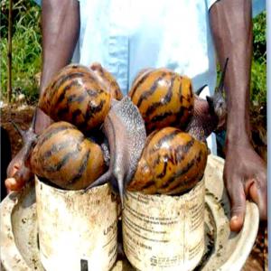 Heliculture  et pisciculture - animaux vivants je suis béninois d'origine je me suis lancé dans l'élevage d'escargots (un race très géante et féconde..)j'en possède près de 20 000... ensuite je suis dans la pisciculture je recherche des investisseurs afin de pouvoir vendre les escargots au 