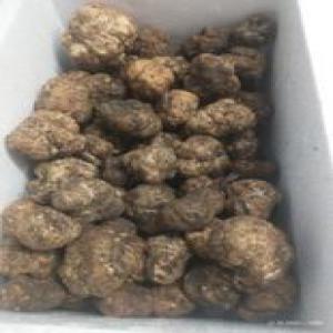 tuber borchii - champignon levure tuber borchii--10gr+ extra qualite--le prix-320 euro per kilo--je suis un exportateur des truffes bulgarie . je voulais travailler avec des clients etrangers.je peux offrir grandes et petites quantites.--