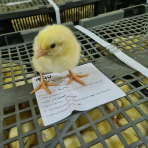 Poussins - animaux vivants salut. nous importons pour le burkina faso des poussins chair coob500 et pondeuses isabrown du maroc avec une qualité premium.--la livraison se fait tous les lundis à l'aeroport internationnal de ouagadougou sur commande.--délai de livraison - 2 semaines--