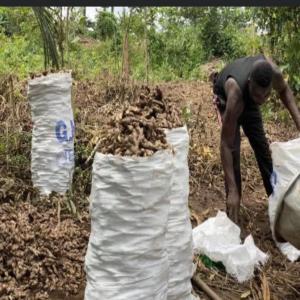 Livraison du Gingimbres - fruits et légumes producteurs de gimgembre à la recherche des acheteurs dans tout le monde entier. nous collaborons avec des personnes affidables et engagés. nos produits sont 95% bio,  cultivé dans la foret verte du sud cameroun.--merci d'entrer en contact avec nous si vous etes interessé