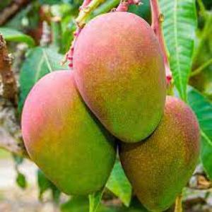 Mangue d'excellente qualité à vendre - fruits et légumes nous disposons de mangues d'excellente qualité à vendre à partir du cameroun.--nous contacter si intéressé --cordialement 