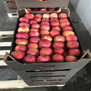 Apples from Moldova super prices before inflation - fruits and vegetables florina,  champion,  red chief,  idared.--size 70+,  prices from 0.46 euros/kg--orders from 20 000 kg--shipping in europe.