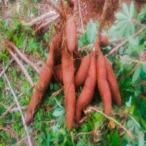 Manioc en vente en gros en côte d'Ivoire - fruits et légumes disponible à agboville aboudé madinké dans un champ à maturité--prix- 130francs à 150francs le kilogramme selon la quantité voulue ou 3 millions l'hectare prix bord champs (minimum de 30 à 40 tonnes)----4 hectares de manioc de disponible.--la v